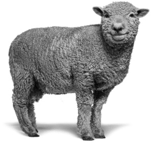 babydoll sheep